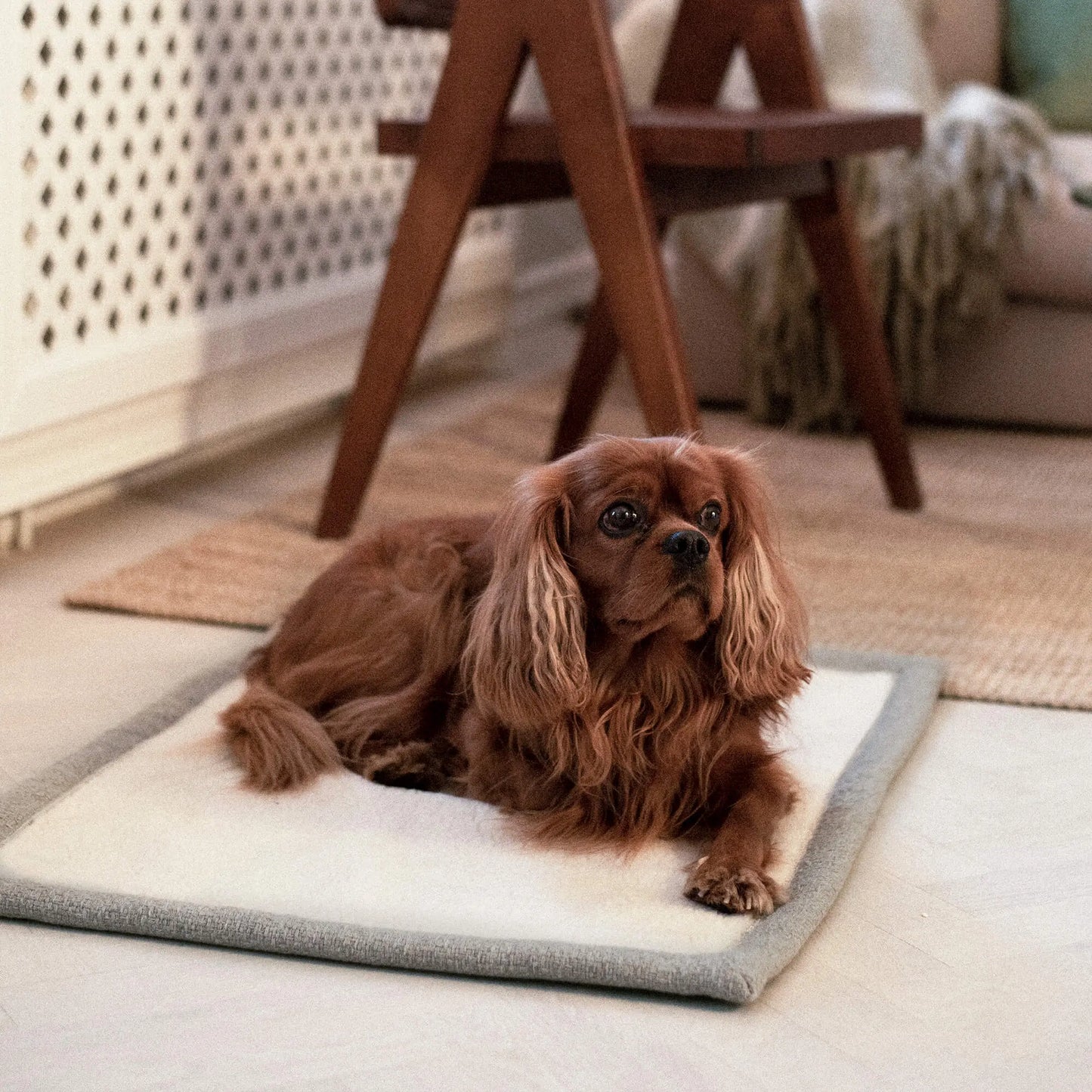 Pledd Snuggle Greige – Denjo Dogs