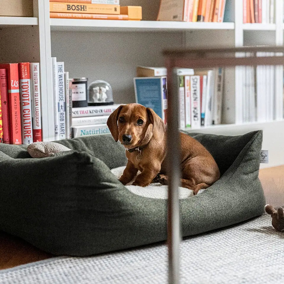 Hundeseng Teddy Lounge Moss Green – Denjo Dogs